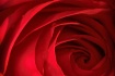 For You, My Love