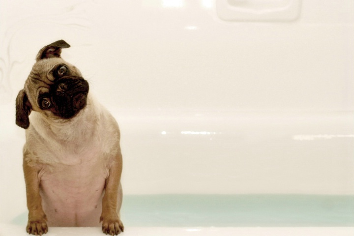 ~Pug Bath~
