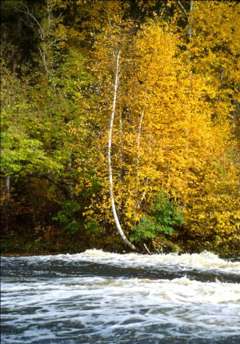 White birch rapids - ID: 1580519 © Heather Robertson