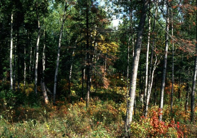 Manitoba forest in fall - ID: 1580522 © Heather Robertson