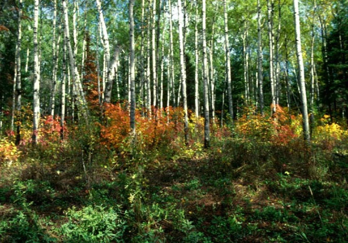 Fall white birch forest - ID: 1580524 © Heather Robertson