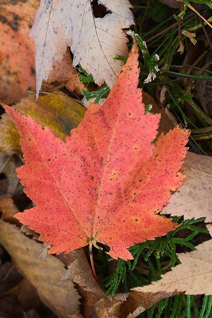 Red Maple Leaf - ID: 1580929 © Jeff Gwynne