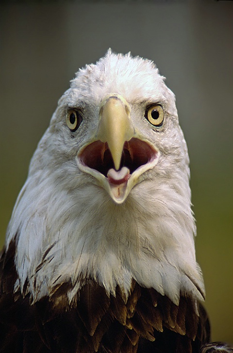 Eagle