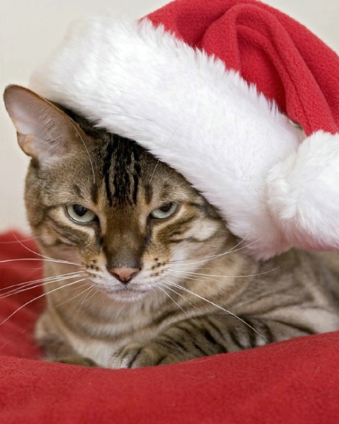 Meow Christmas - ID: 1581125 © Marilyn S. Neel