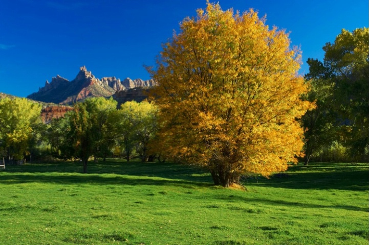 Zion - Springdale Utah Fall Colors