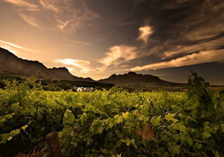 South African Wine Farm