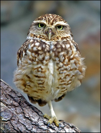 Burrowing Owl