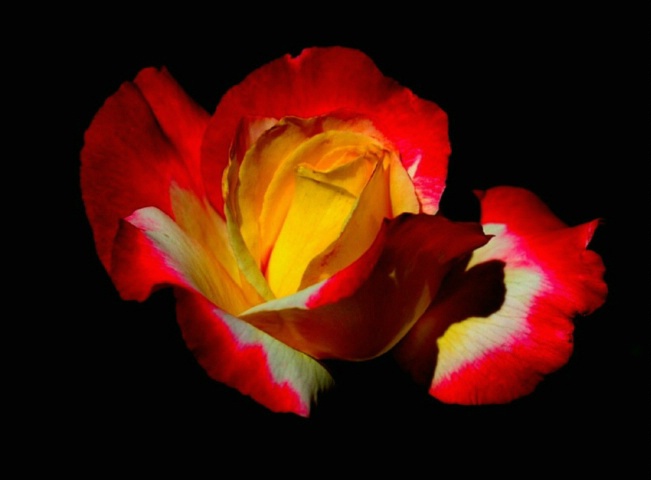 Rose Glow II