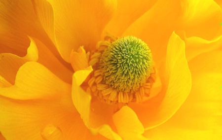 Yellow Ranunculus