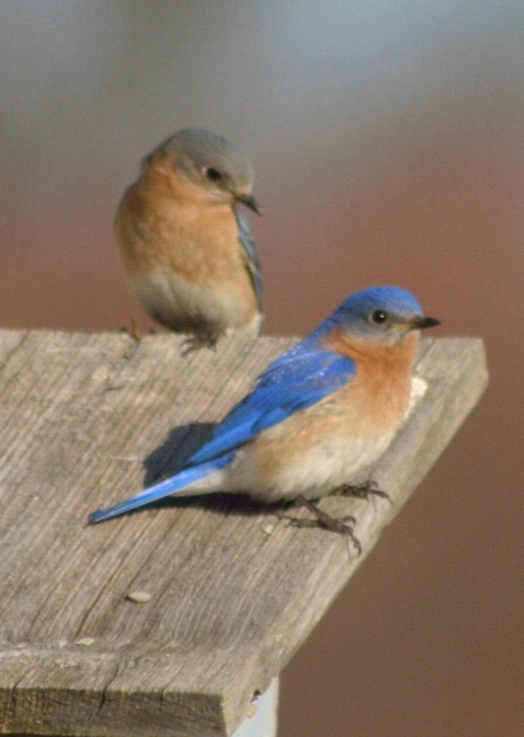 Blue Birds Pair - ID: 1582369 © Deborah A. Prior
