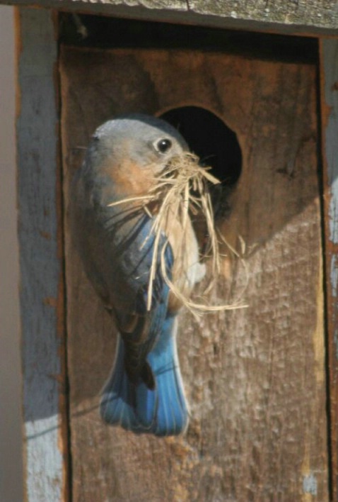 Female Blue Bird - ID: 1582370 © Deborah A. Prior
