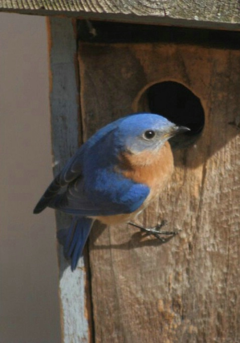 Male Blue Bird - ID: 1582371 © Deborah A. Prior