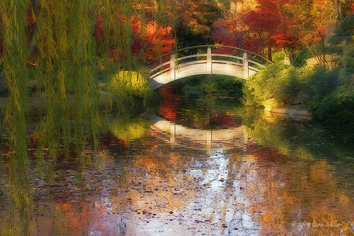 Silence Is Golden - Fort Worth Japanese Gardens