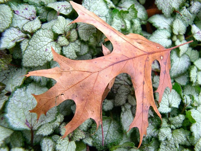 oak on frost