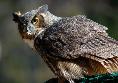 Great Horned Owl