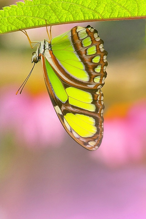 Malachite Butterfly