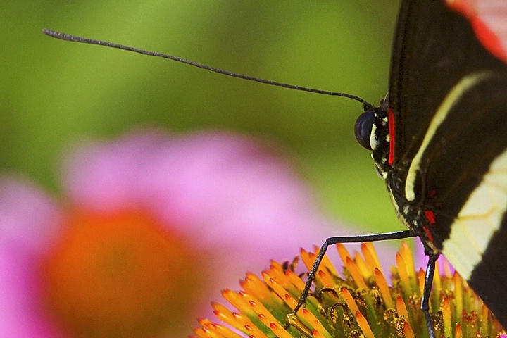 Cone Flower with Butterfly