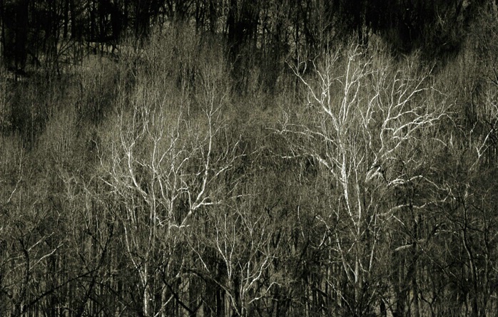 Sycamore Trees Berkley Springs, W. Virginia - ID: 1585716 © Karen L. Messick