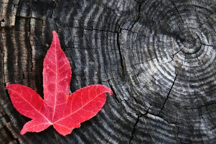 A Stumped Leaf