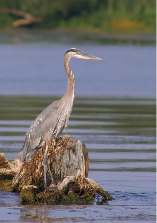 Great Blue Heron II