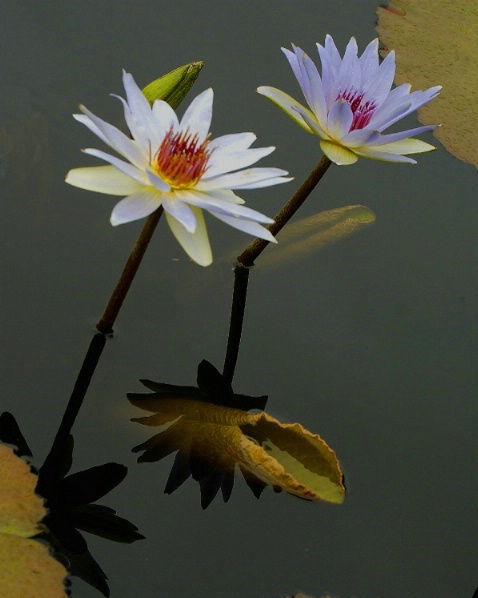 Water Lilies and curled leaf