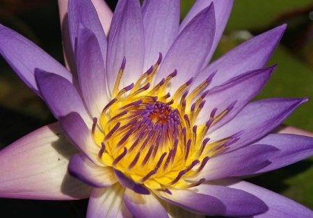 purple water lily