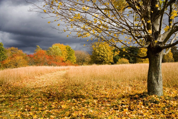 Fall Meadow, Cross River, NY, 2005