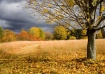 Fall Meadow, Cros...