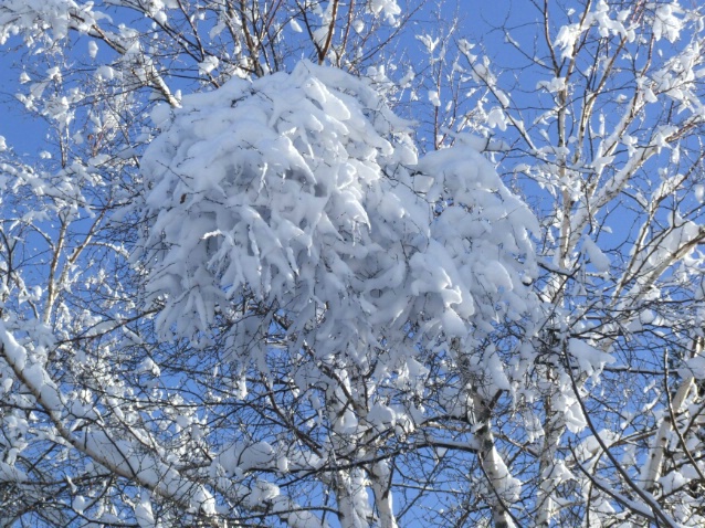 Snow ball - ID: 1590785 © Jean-Raymond Dufresne