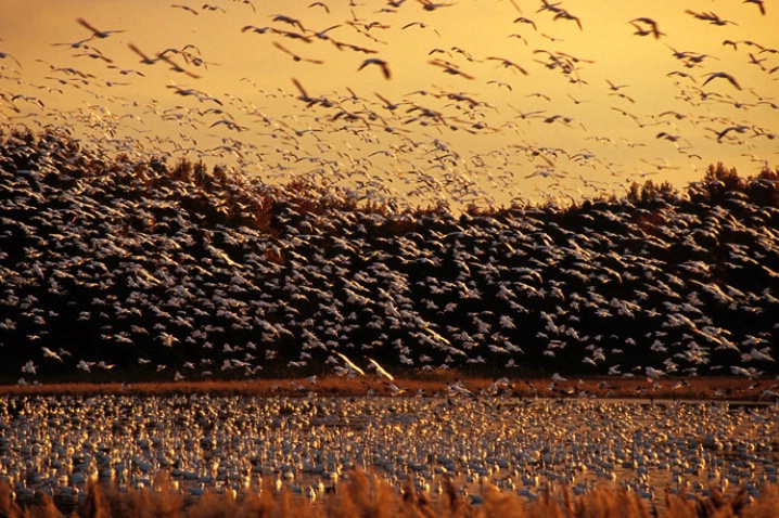 Snow Geese - ID: 1590843 © Karen L. Messick