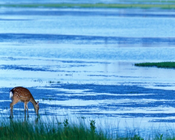 Silka In The Marsh - ID: 1590876 © Karen L. Messick