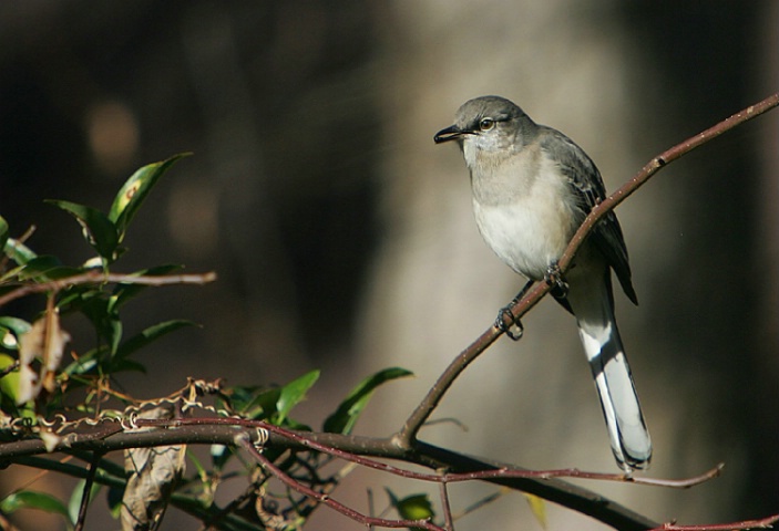 Mockingbird in Texas