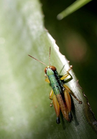 Grasshopper