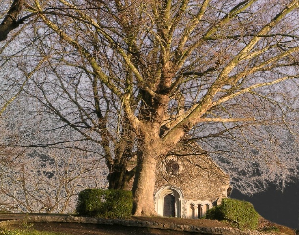 Great tree in England