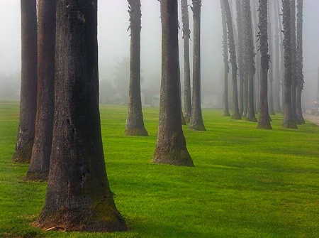 Trees In The Fog