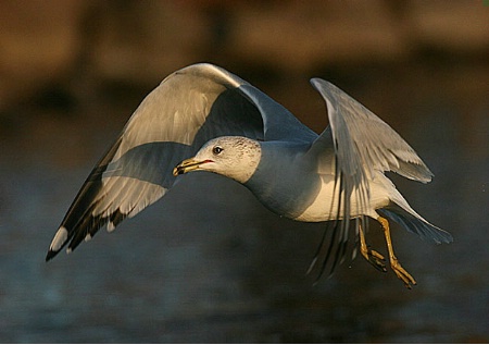 Ring-billed Gull