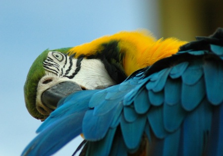 Blue and Gold Macaw