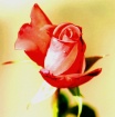 Altered rose