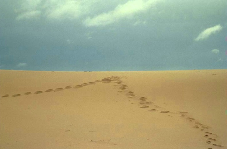 Footprints in sand dunes  - ID: 1593957 © Heather Robertson