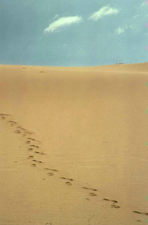 Footprints in sand dunes verticle - ID: 1593958 © Heather Robertson