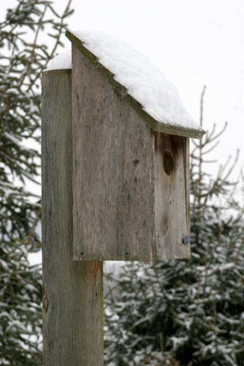 "Birdhouse in Winter"