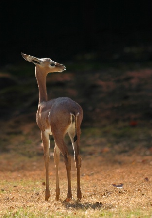 Backlit Bambi