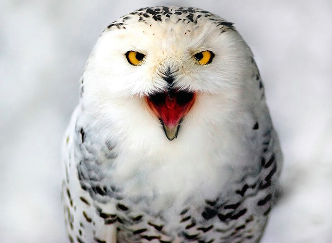 Angry snowball