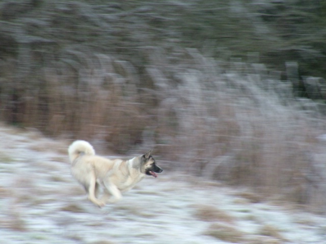 snow dog running 