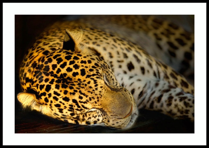 the sleeping Leopard