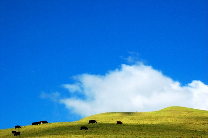 Emerald Hills