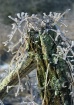 Winter Post