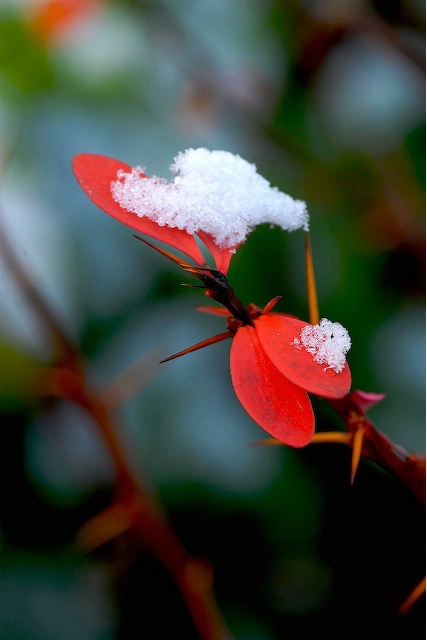 Icy Leaves and Thorns