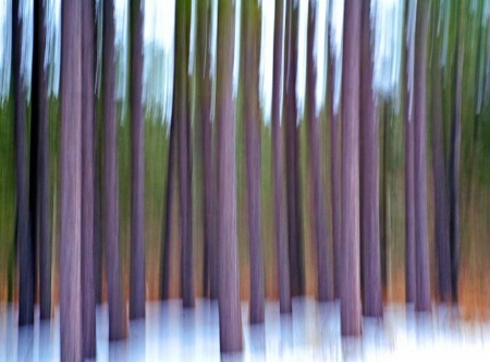 Pine Plantation