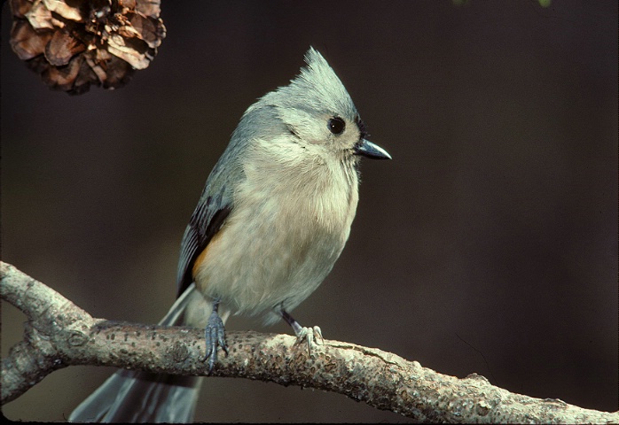 Tufted Titmouse